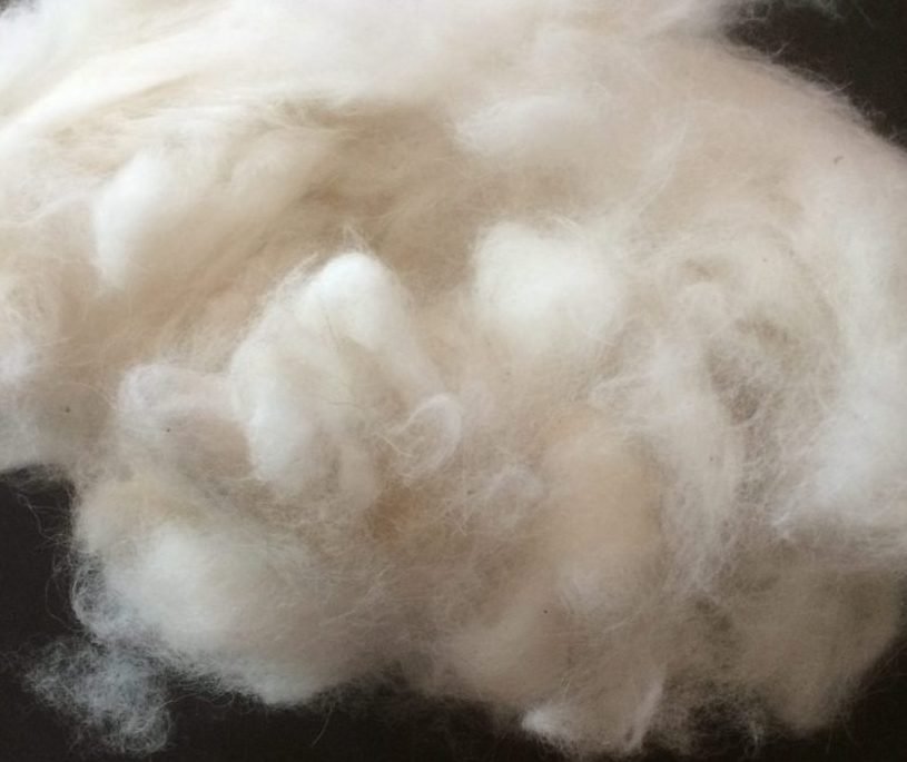Brossage d'un chien pour récolter son sous-poil